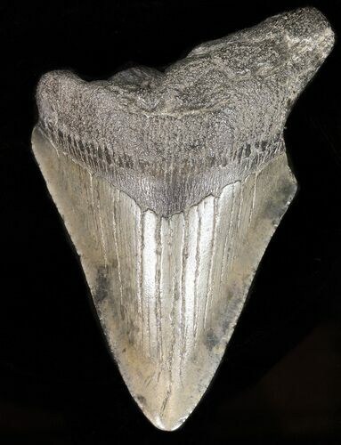 Partial, Megalodon Tooth #39973